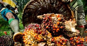 Palm Oil: A Lucrative Agribusiness Opportunity In Challenging Times