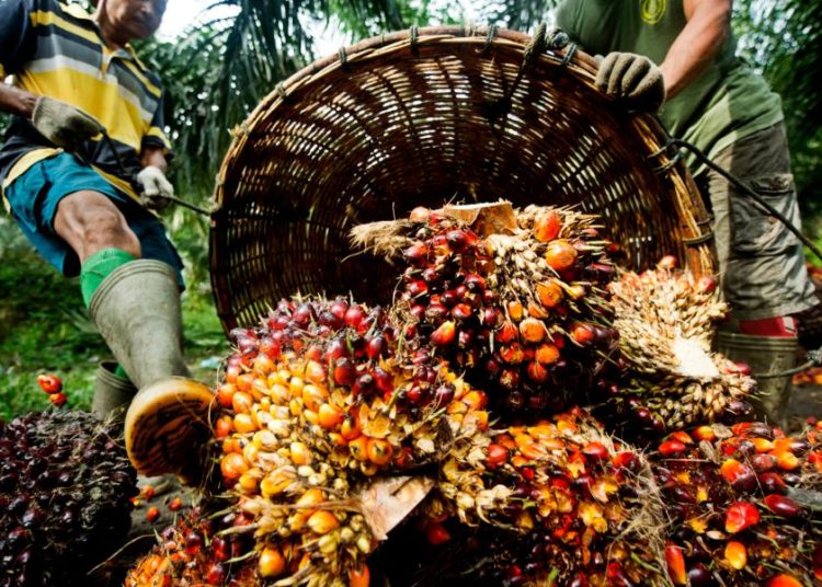 Palm Oil: A Lucrative Agribusiness Opportunity In Challenging Times