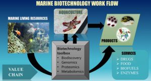 PROPOSED AKS BLUE ECONOMY MINISTRY (PART SEVEN): Marine Biotechnology-Unlocking the Hidden Wealth of Akwa Ibom’s Blue Frontier