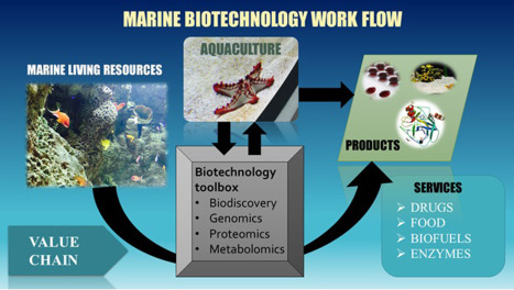 PROPOSED AKS BLUE ECONOMY MINISTRY (PART SEVEN): Marine Biotechnology-Unlocking the Hidden Wealth of Akwa Ibom’s Blue Frontier